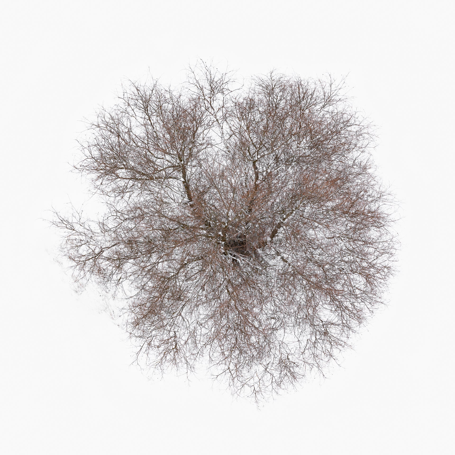 N°TTCS16 (The Tree Crown Series, Germany) by Tom Hegen, limited edition photography