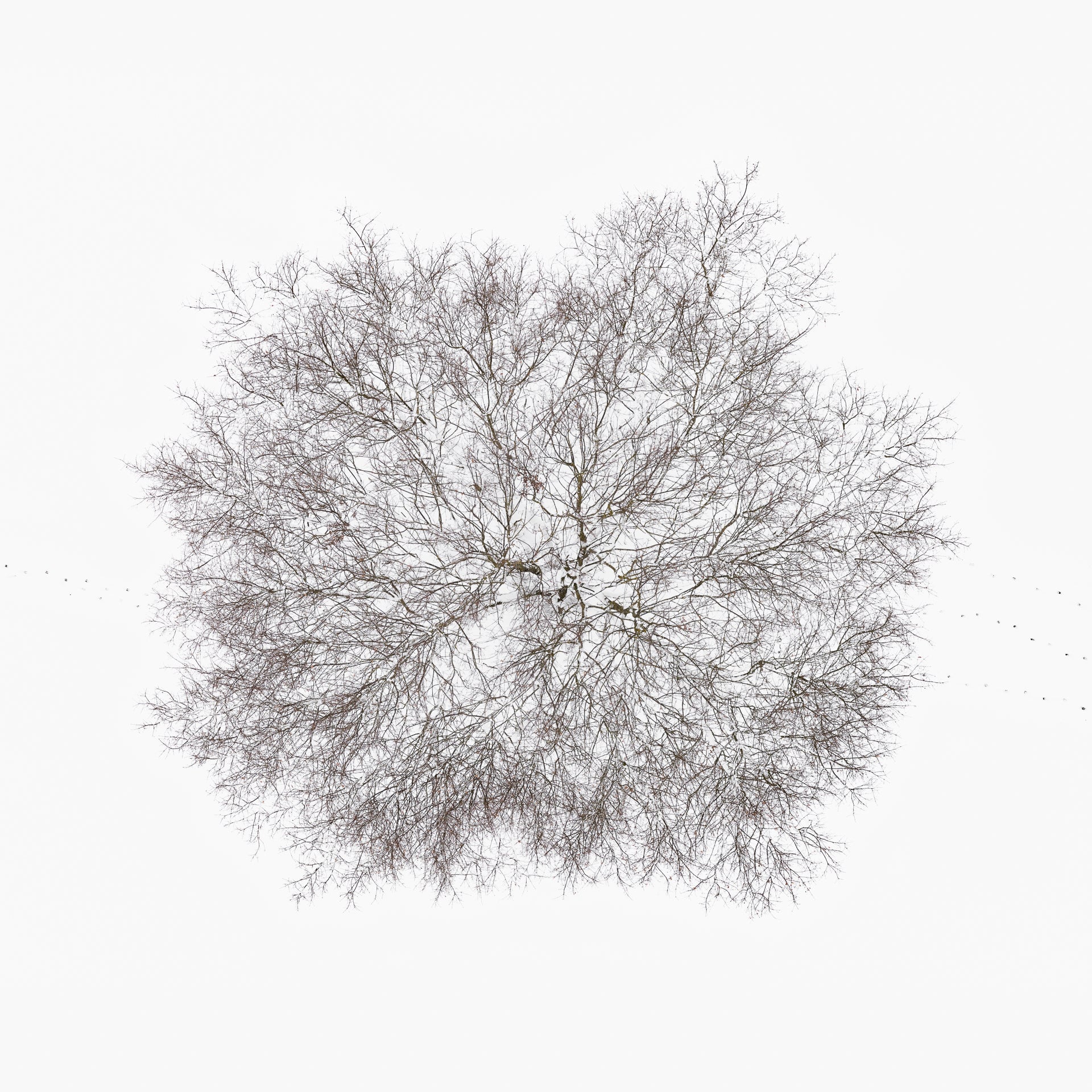 N°TTCS17 (The Tree Crown Series, Germany) by Tom Hegen, limited edition photography