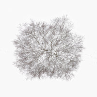 N°TTCS17 (The Tree Crown Series, Germany)