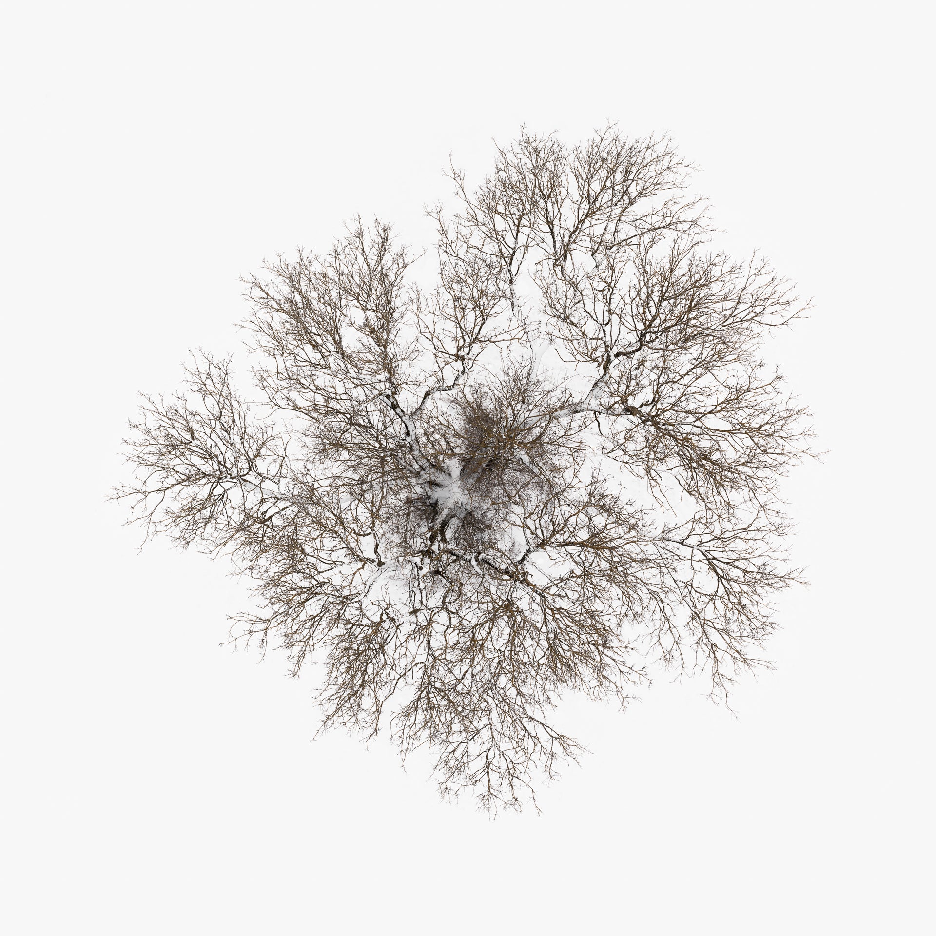 N°TTCS18 (The Tree Crown Series, Germany) by Tom Hegen, limited edition photography