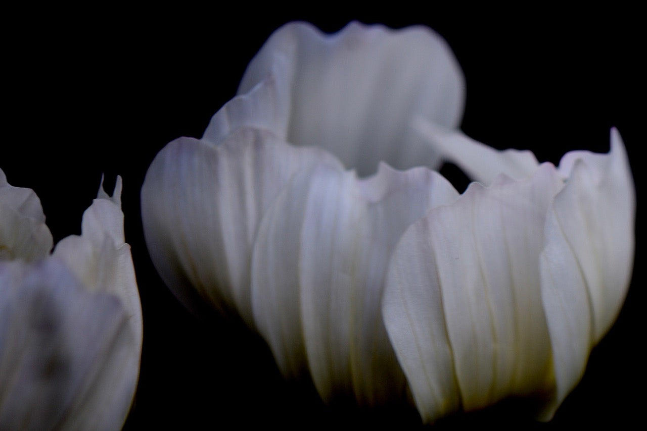 Elves No 7 by Karina Wisniewska, limited edition photography