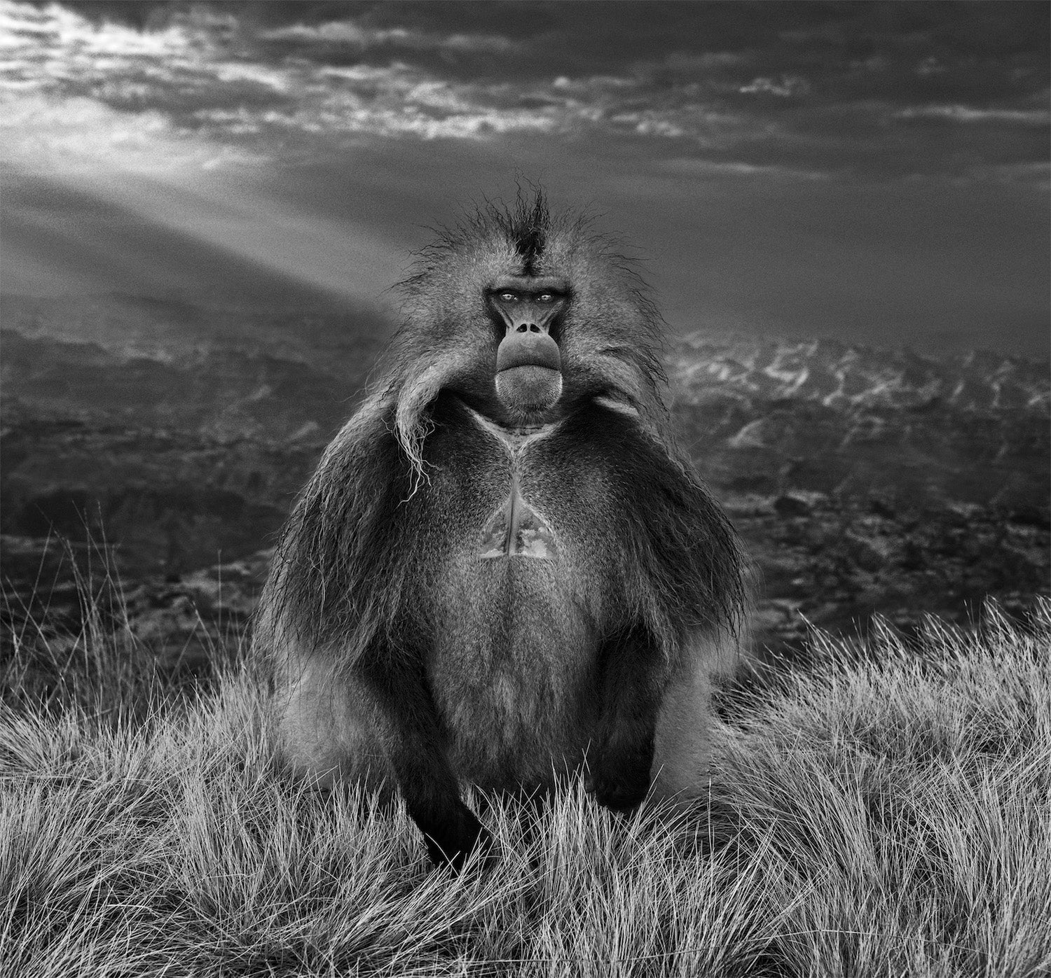 Members Only by David Yarrow, limited edition photography