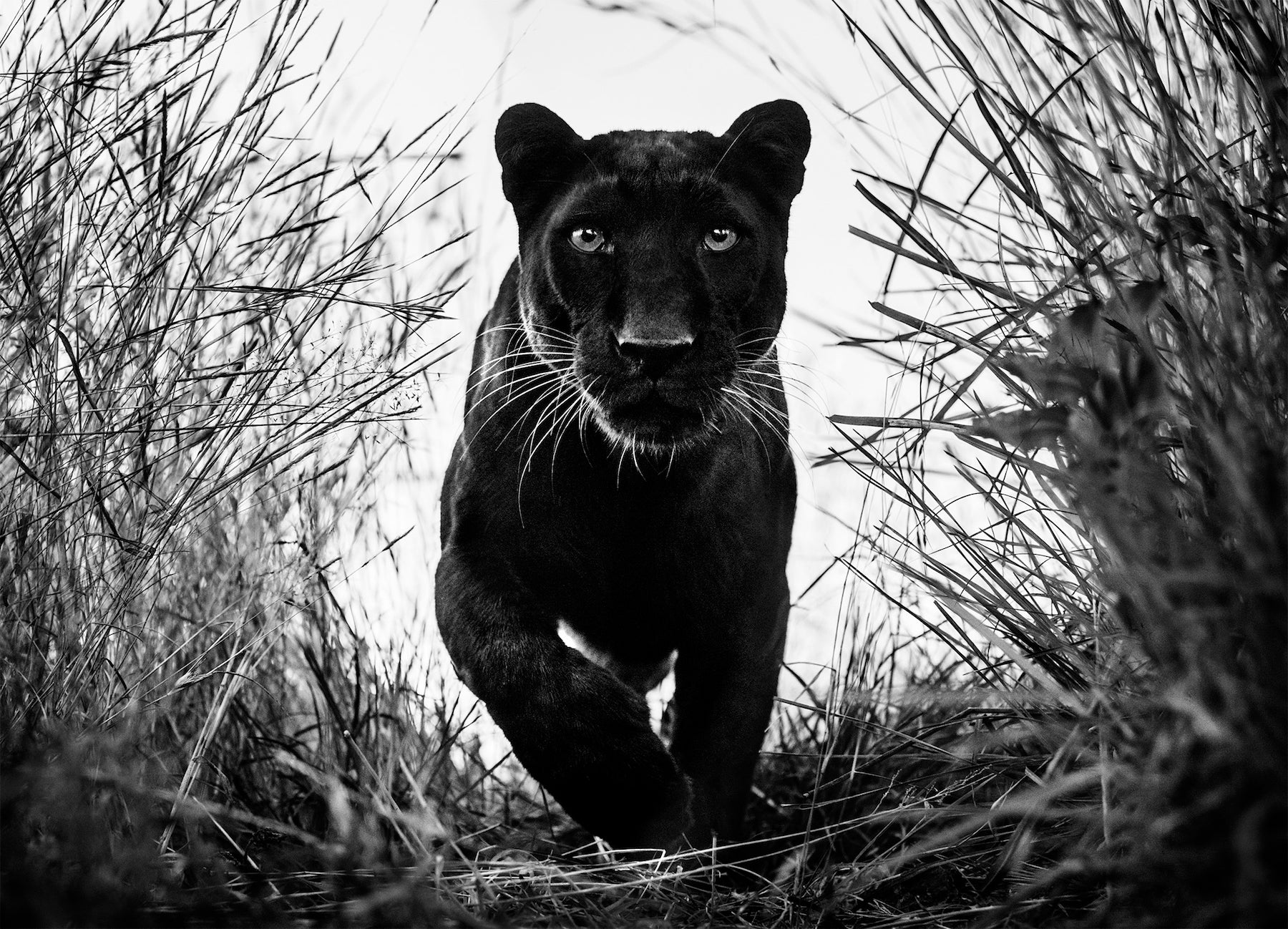 Black Panther by David Yarrow, limited edition photography
