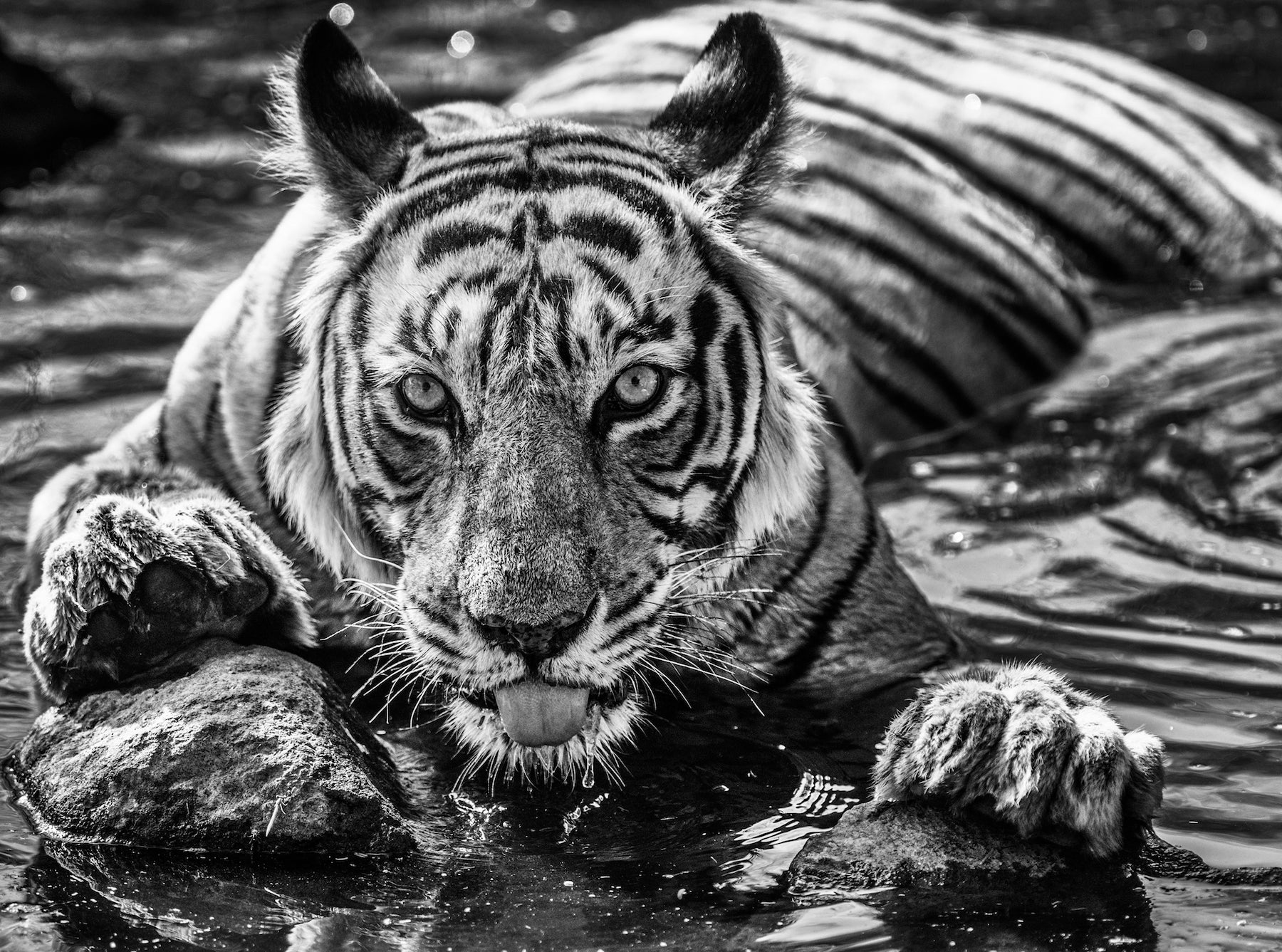 The Queen of Rantham-Bore by David Yarrow, limited edition photography
