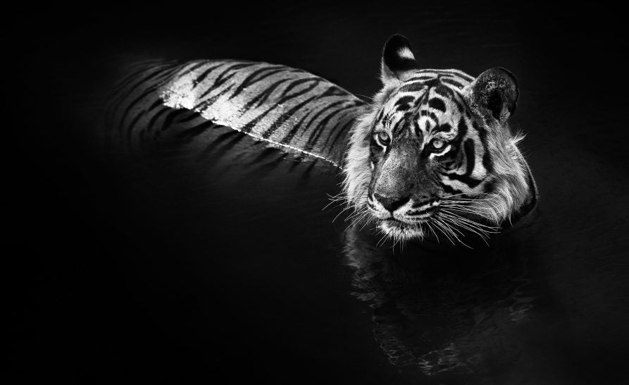 The Killer by David Yarrow, limited edition photography