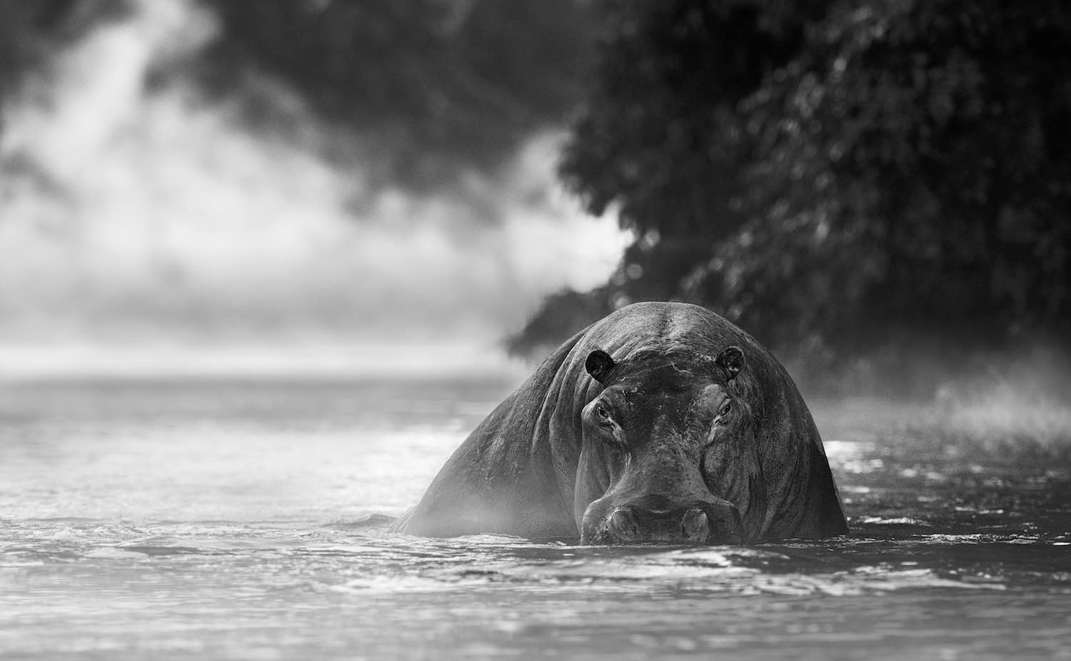 The River Monster