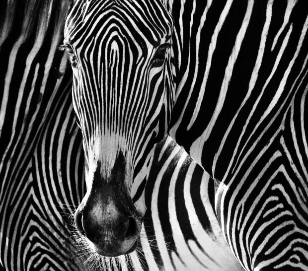 The Puzzle by David Yarrow, limited edition photography