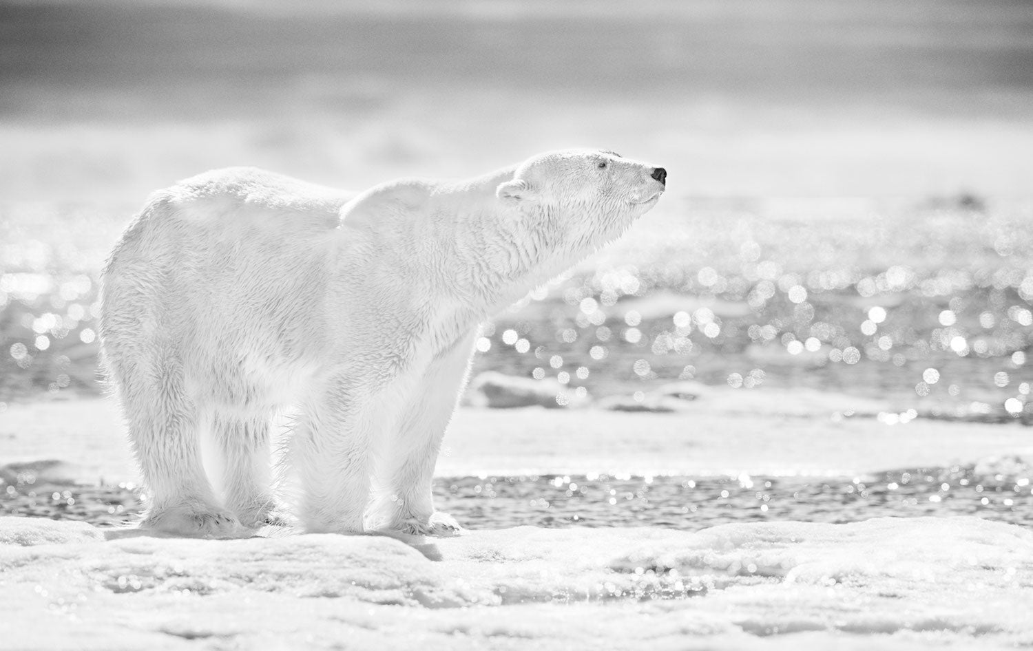 The emperor of the North by David Yarrow, limited edition photography