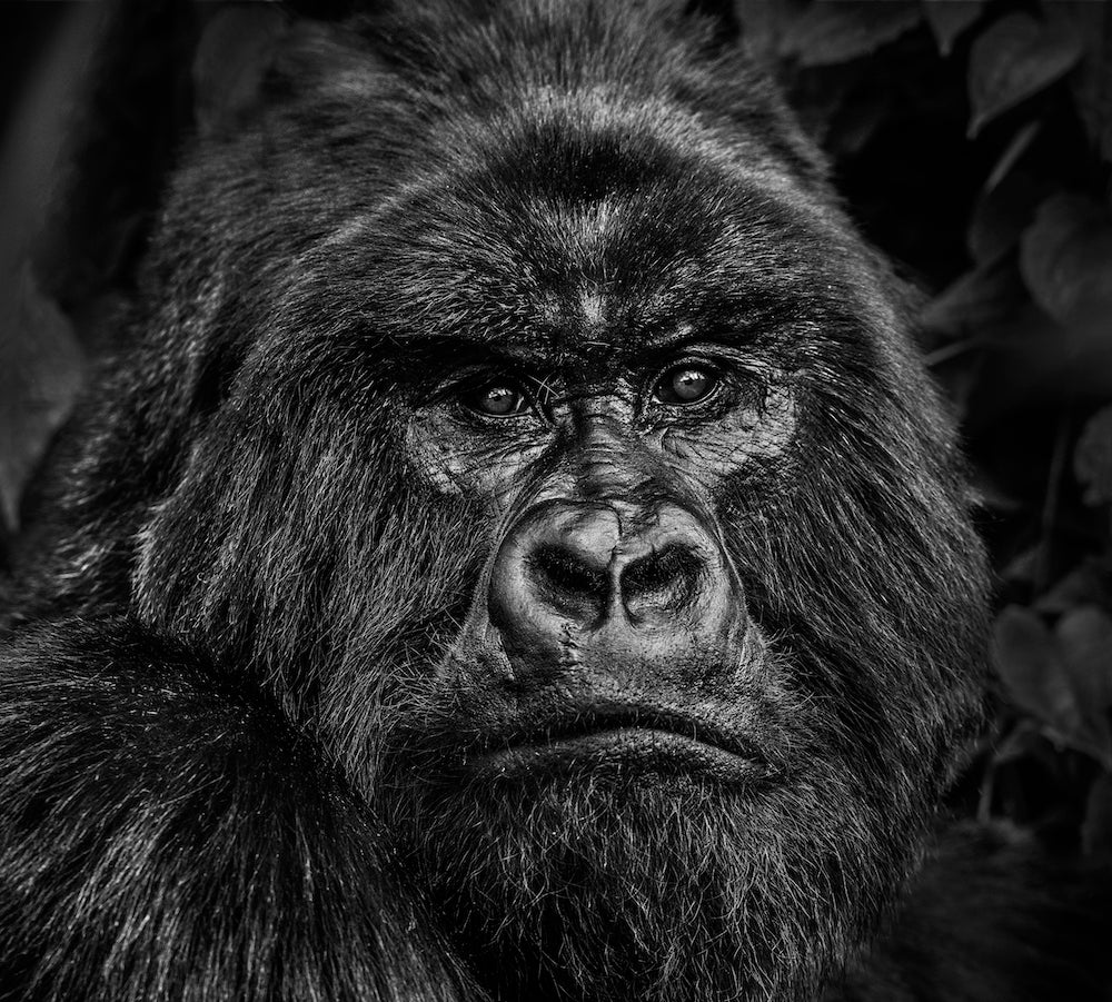 Kong by David Yarrow, limited edition photography