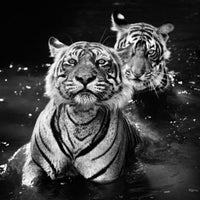 The Jungle Book Stories
