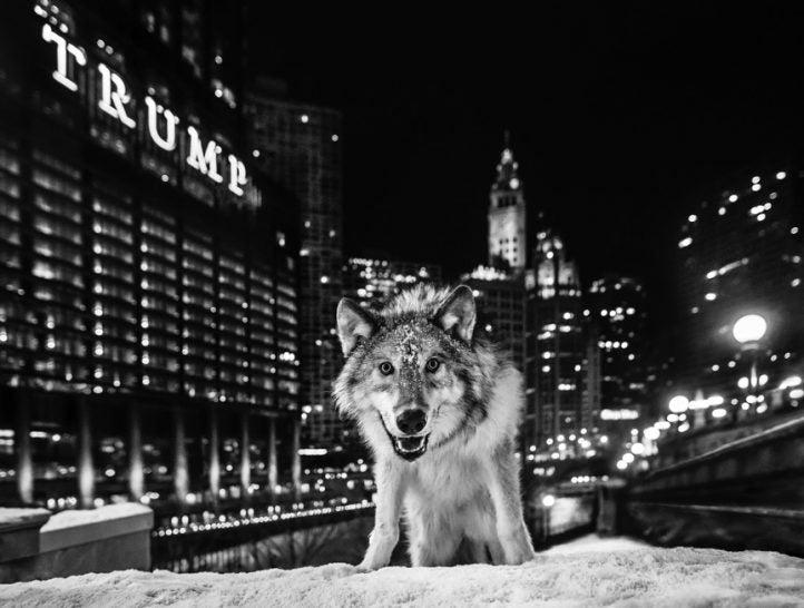 It is only a matter of time by David Yarrow, limited edition photography
