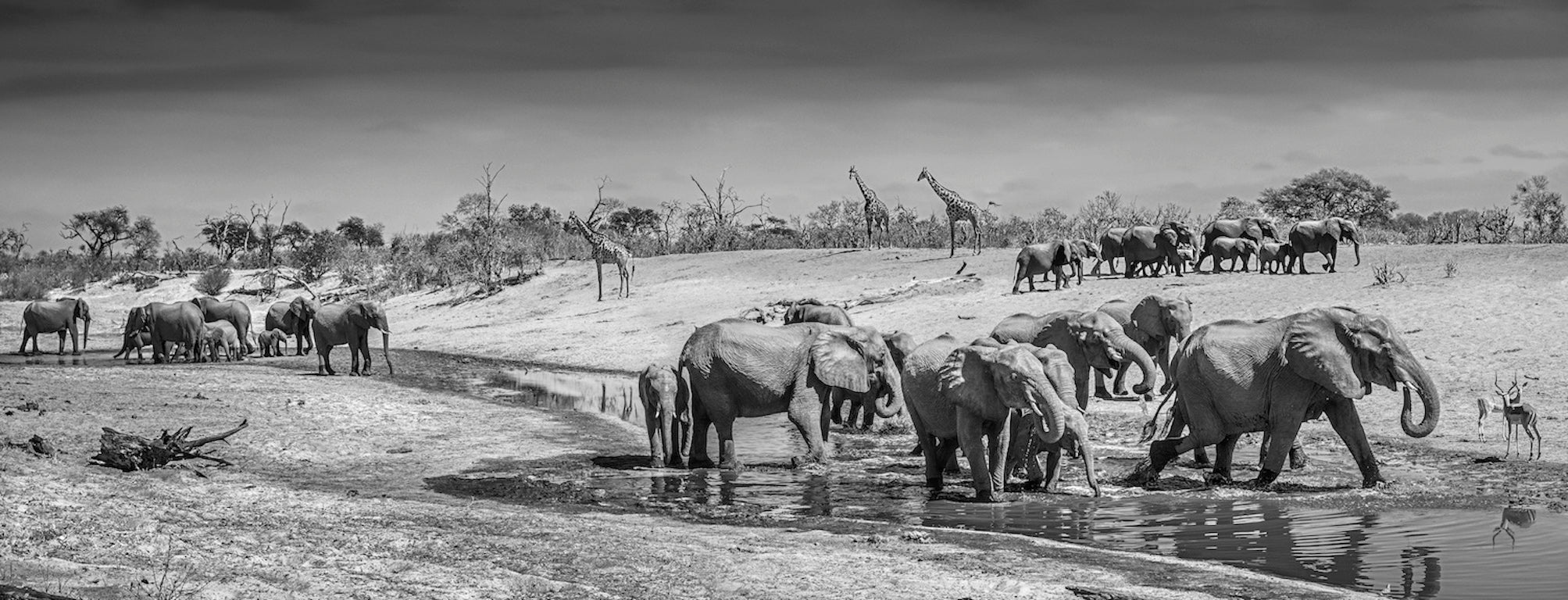 Before man by David Yarrow, limited edition photography
