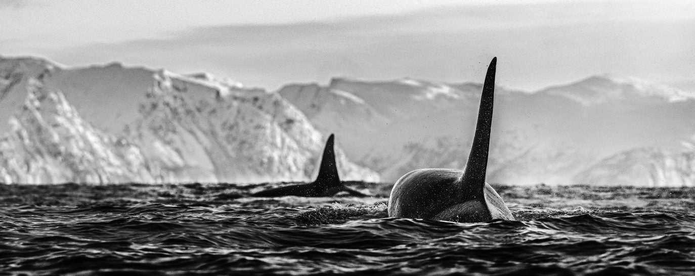 The Killers by David Yarrow, limited edition photography