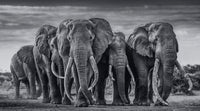 The Pack
