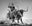 Ain't my first rodeo by David Yarrow, limited edition photography