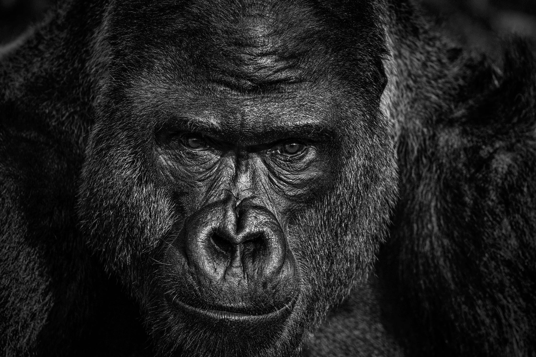 Elmo by David Yarrow, limited edition photography