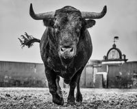 El Toro