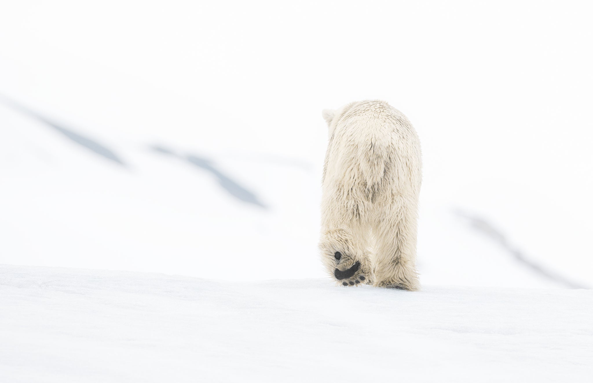 78 Degrees North (colour) by David Yarrow, limited edition photography