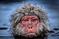 Grumpy Monkey (colour)