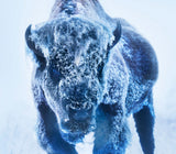 The Ice Monster (Colour)
