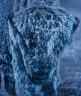 25 Degrees Below (Colour)