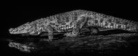 10,000 BC