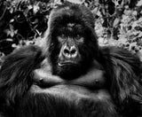 King Kong