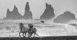 Wild Horses