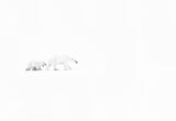 White Out