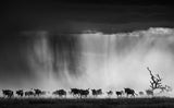 Exodus