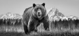 Cocaine Bear